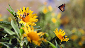 Katy Prudic: "How many pollinators are there? What are they doing? What plants do they interact with, and at what times of the year? Those are the kinds of questions we need to answer if we want to inform policy in conservation and management." (Photo: Bob Demers/UANews) Katy Prudic: "How many pollinators are there? What are they doing? What plants do they interact with, and at what times of the year? Those are the kinds of questions we need to answer if we want to inform policy in conservation and management." (Photo: Bob Demers/UANews)